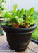 Swiss Chard Seed ~RAINBOW MIX- Biannual VEGETABLES ! - Caribbean garden seed