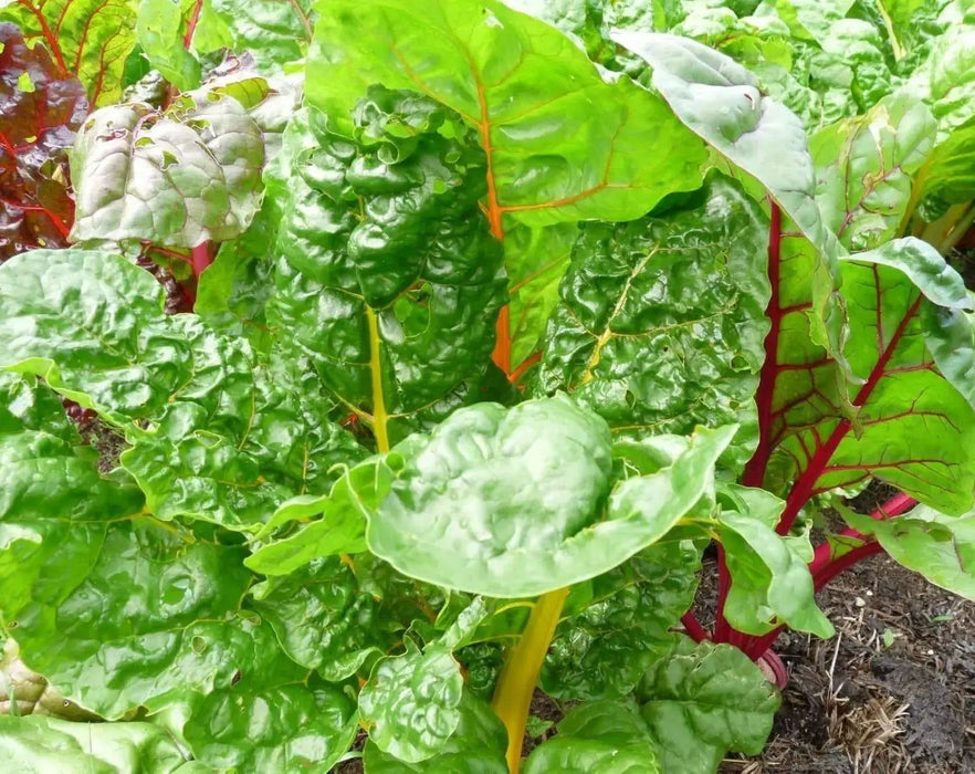 Swiss Chard Seed ~RAINBOW MIX- Biannual VEGETABLES ! - Caribbeangardenseed