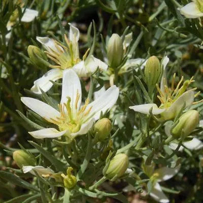 Peganum Harmala Seeds (Syrian Rue)