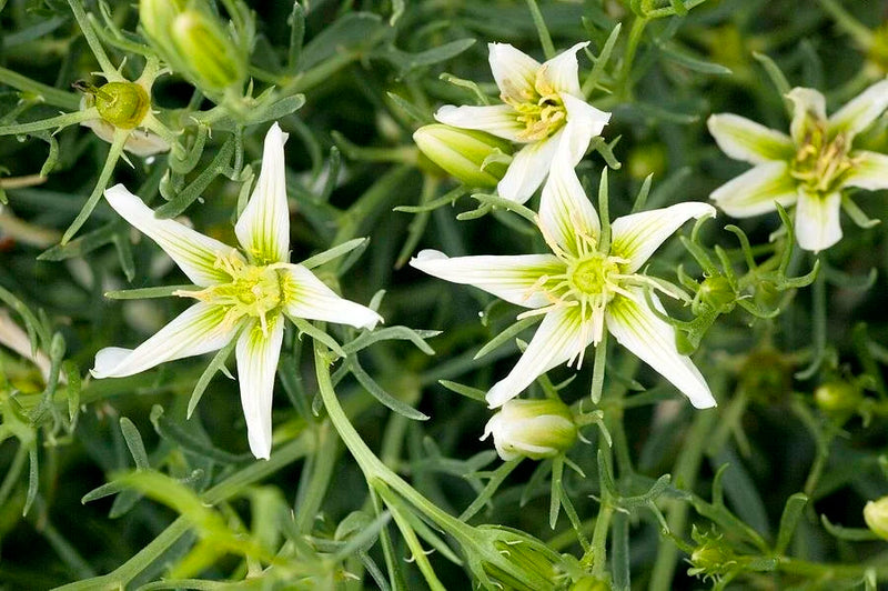 Peganum Harmala Seeds (Syrian Rue)