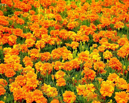 French Marigold SEEDS Tagetes patula ('Sparky Mix') Wildflower - Caribbeangardenseed