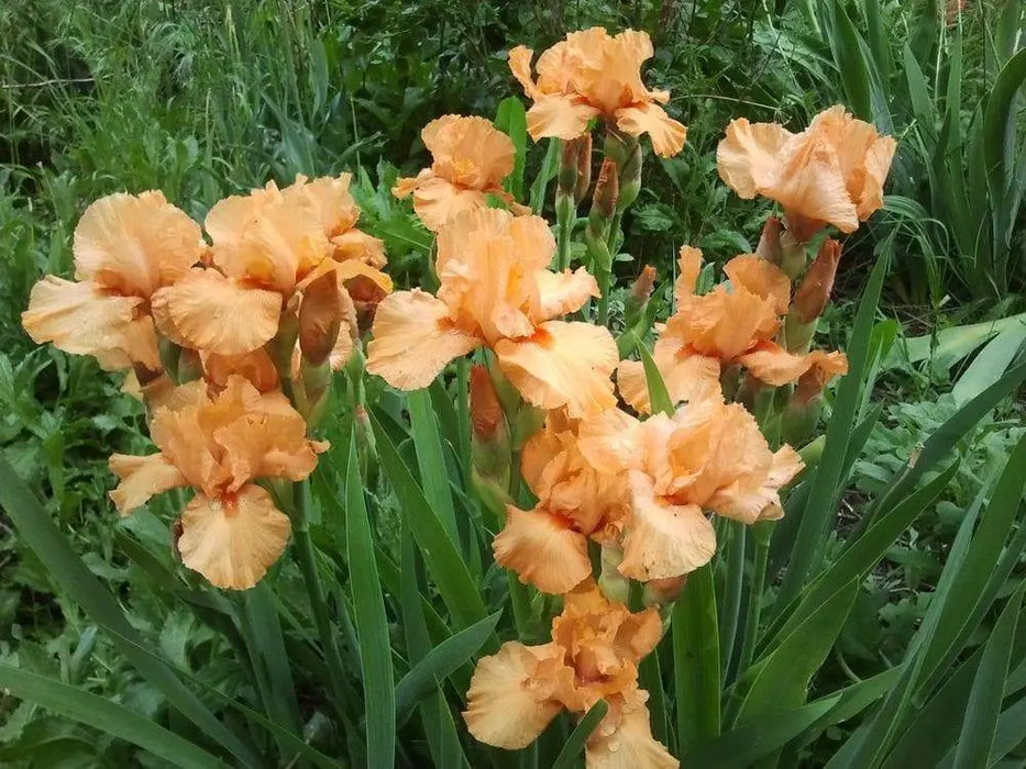 Orange Harvest, Tall Bearded Iris, BAREROOT Plants, Iris Germanica - Caribbeangardenseed