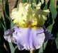 Tall Bearded Iris, Easter Candy,  iris Germanica - Caribbean garden seed