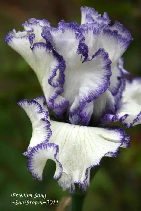 Tall Bearded Iris ,freedom song, Perennial Plant Rhizome - Caribbeangardenseed