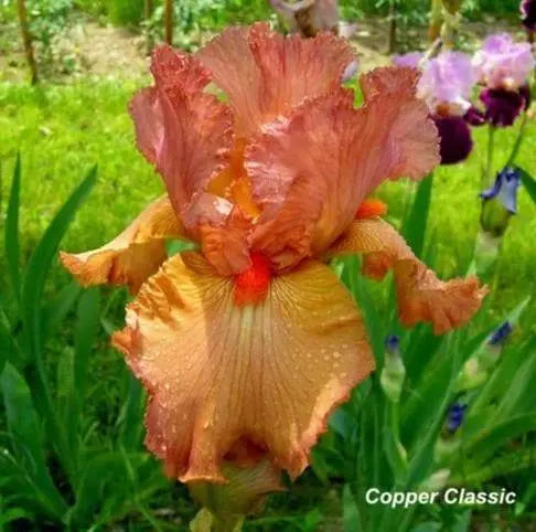 Tall Bearded Iris Iris Copper Classic'), Perennial Bareroot Plant - Caribbeangardenseed