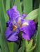 Tall Bearded Iris (Iris FEED BACK')| Perennial Bareroot Plant - Caribbeangardenseed