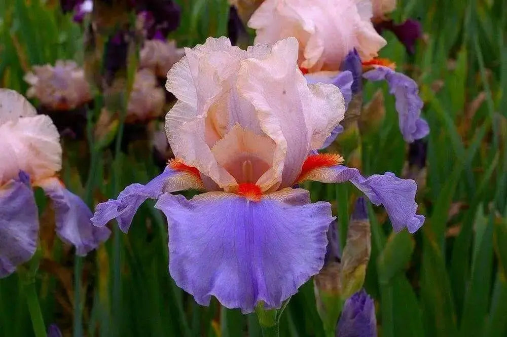 Tall Bearded Iris (Iris 'French Cancan')|  Perennial Bareroot Plant - Caribbean garden seed