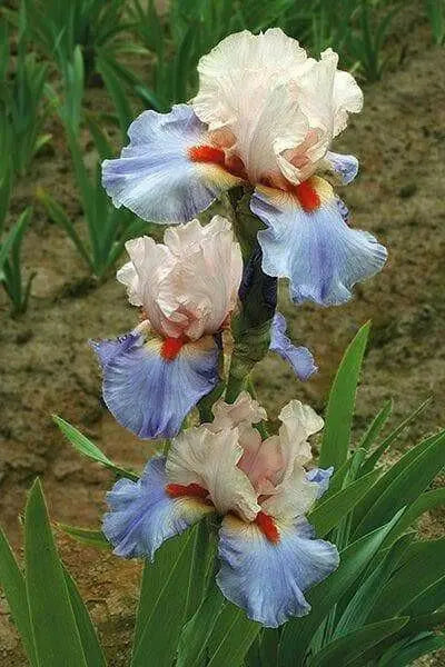 Tall Bearded Iris (Iris 'French Cancan')|  Perennial Bareroot Plant - Caribbean garden seed