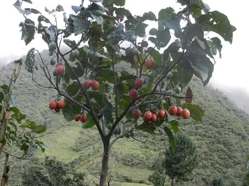 Tamarillo Seeds a.k.a.Tree Tomato Organic, NON-GMO Seeds - Caribbeangardenseed