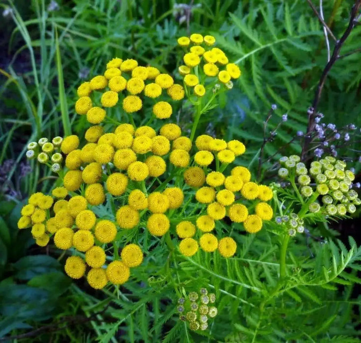 TANSY SEEDS, Bitter Buttons - Caribbean garden seed