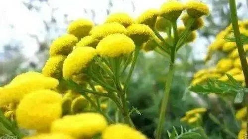 TANSY SEEDS~Chrysanthemum Vulgare-PERENNIAL HERB - Caribbean garden seed