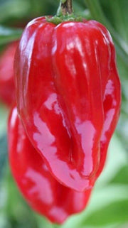 Tasmanian habanero Red Hot Pepper Seeds (Capsicum chinense) fruity flavour and a floral aroma.