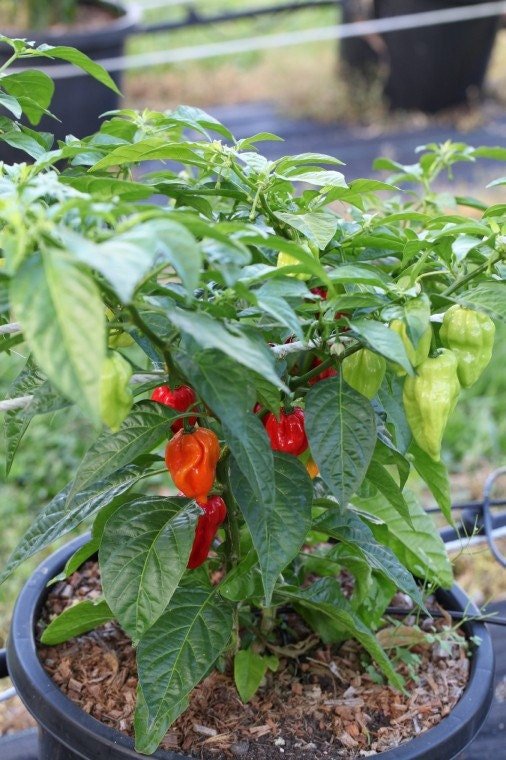 Tasmanian habanero Red Hot Pepper Seeds (Capsicum chinense) fruity flavour and a floral aroma.