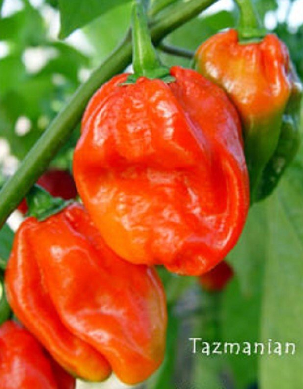 Tasmanian habanero Red Hot Pepper Seeds (Capsicum chinense) fruity flavour and a floral aroma.