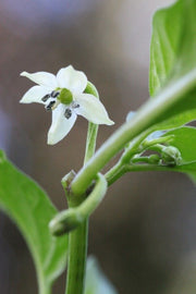 Tasmanian habanero Red Hot Pepper Seeds (Capsicum chinense) fruity flavour and a floral aroma.