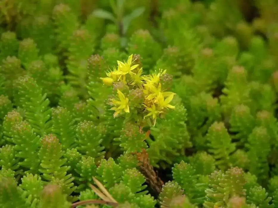 Tasteless Stone crop Seeds. Sedum Sexangulare, succulent, perennial and evergreen - Caribbean garden seed