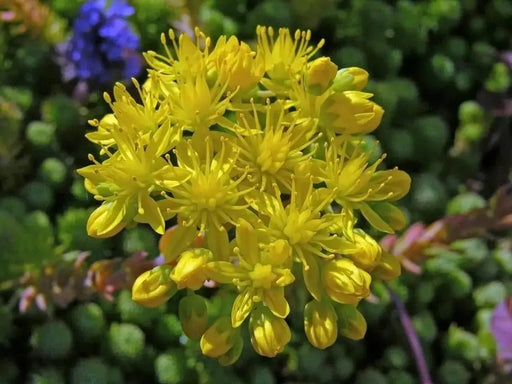 Tasteless Stone crop Seeds. Sedum Sexangulare, succulent, perennial and evergreen - Caribbeangardenseed