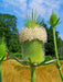 Teasel Flowers seed,biennial - Caribbean garden seed