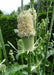 Teasel Flowers seed,biennial - Caribbean garden seed