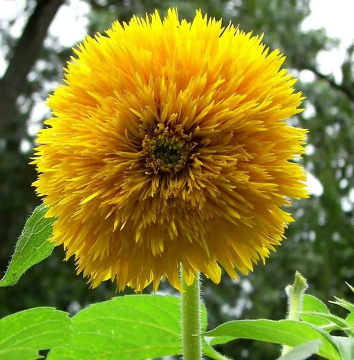 Teddy Bear Sunflowers SEED, great as cut flowers, - Caribbean garden seed