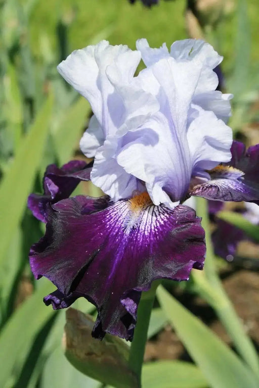 TEMPTING FATE' Bearded Iris, Perennial Bareroot Plant - Caribbean garden seed