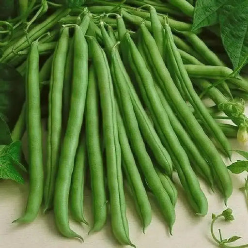 Tenderette Bush Bean Seeds. High-yielding, produce throughout the summer. Great for canning or freezing - Caribbean garden seed