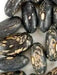 TENDERGREEN  Bean Seed (Bush)) Great in Containers, Small Gardens - Caribbean garden seed