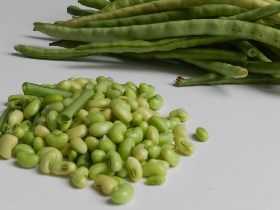 Texas Cream 8,Cowpea Seed (vigna unguiculata) Southern Peas - Caribbeangardenseed