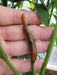 Thai Bangkok Upright Pepper, Hot (Capsicum annuum) Asian Vegetable - Caribbeangardenseed