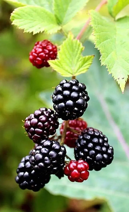 Thornless Boysenberry ‘ Plant - Caribbeangardenseed