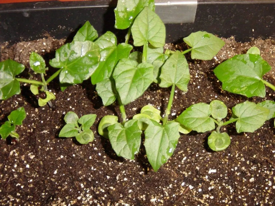 Black-eyed Susan vine (Thunbergia Alata-White) Clock Vine - Perennial - Caribbeangardenseed