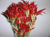 Tien Tsin Chili Pepper seeds (Capsicum annuum) asian vegetable - Caribbeangardenseed