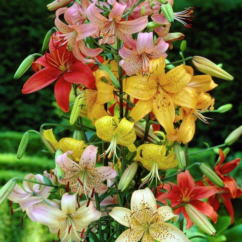 Tiger Lily- Mix ( Bulb/Plant) Gorgeous flowers with captivating fragrance, Perennial,