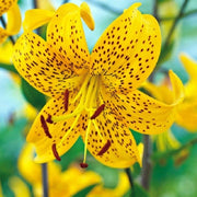 Tiger Lily- Mix ( Bulb/Plant) Gorgeous flowers with captivating fragrance, Perennial,