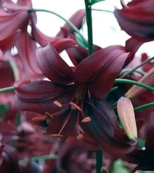 Tiger Lily- Night Flyer, (3 Bulb/Plants) Perennial, Lilium - Caribbean garden seed