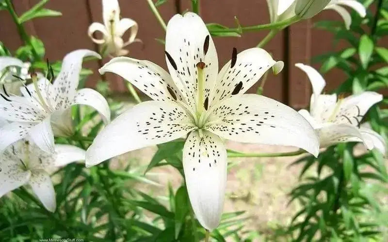 Tiger Lily- White, (3 Bulb/Plants) Snow white speckled beauties, - Caribbean garden seed