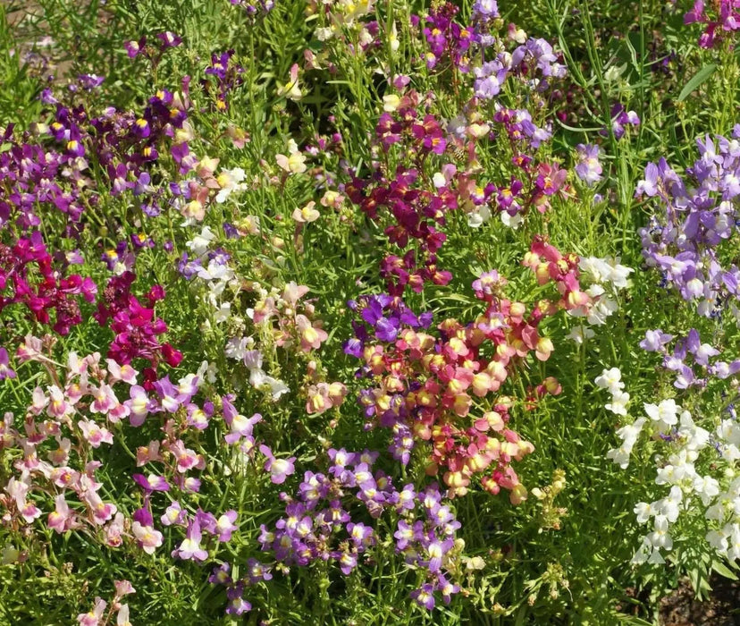 Toadflax Flowers Seeds -fairy mixed, annual - Caribbean garden seed