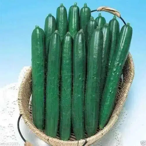 Tokyo LONG Green Cucumber Seeds, Tokiwa, ASIAN VEGETABLES - Caribbean garden seed