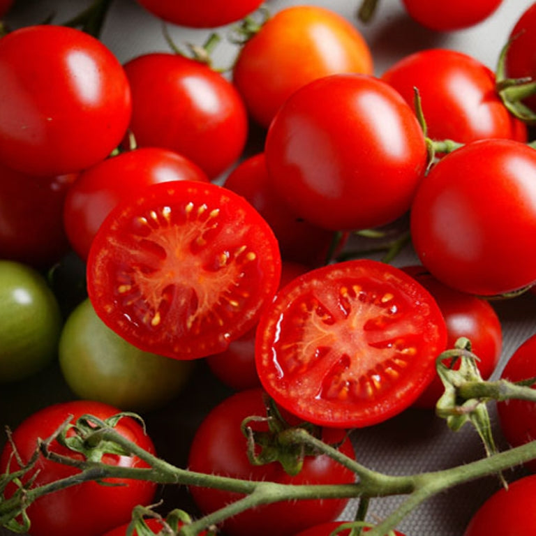 Campari Tomato Live Plants - Sweet Red, Indeterminate
