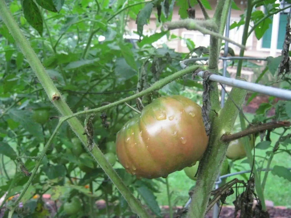 Heirloom Tomato Seeds - CHEROKEE PURPLE ' - Giant 16-ounce fruits - Caribbeangardenseed