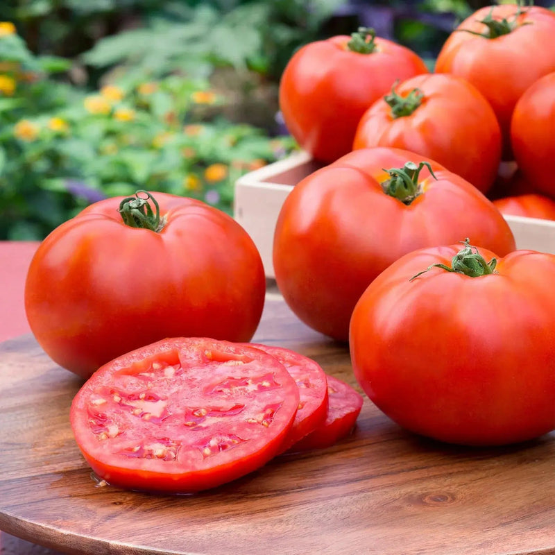 Homestead Tomato seeds -annual, open-pollinated, heirloom Caribbean garden seed