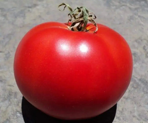 TOMATO Seeds - "Super Sioux "HEIRLOOM Vegetable - Caribbeangardenseed