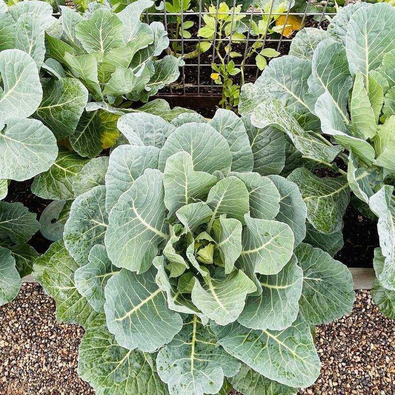 Top Bunch Collard Green - 4 Live Plants