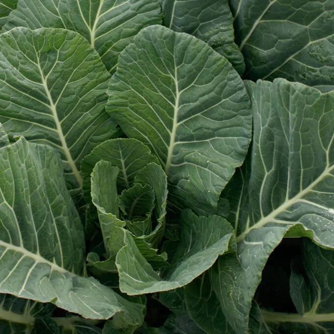 Georgia Southern Collard Starter Plants - Live Vegetable Plants