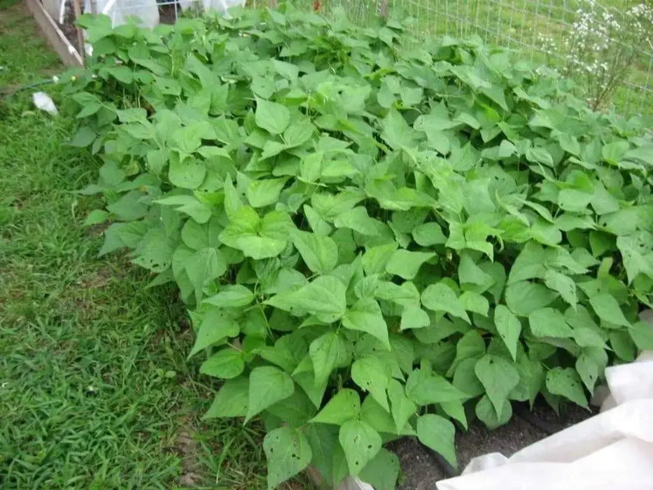 landreth stringless bush bean - Caribbeangardenseed