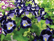 Torenia Kauai Deep Blue - Wishbone Flower - 25 Pellet Seeds - Caribbean garden seed