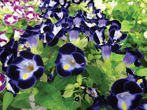 Torenia Kauai Deep Blue - Wishbone Flower - 25 Pellet Seeds - Caribbean garden seed