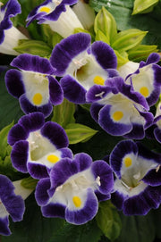 Torenia Kauai Deep Blue - Wishbone Flower - 25 Pellet Seeds - Caribbean garden seed