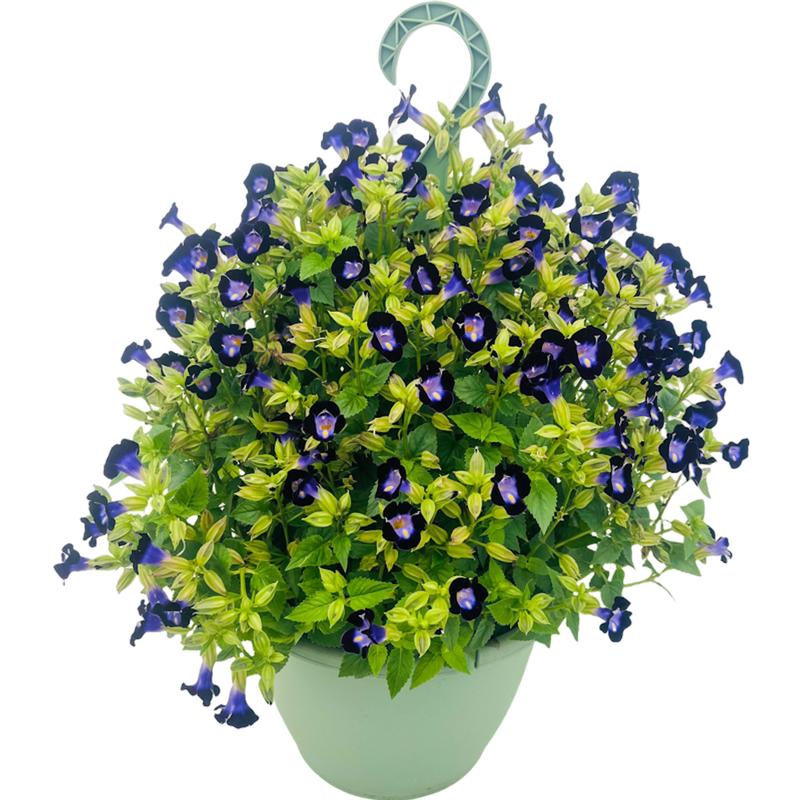 Torenia Kauai Deep Blue - Wishbone Flower - 25 Pellet Seeds - Caribbean garden seed
