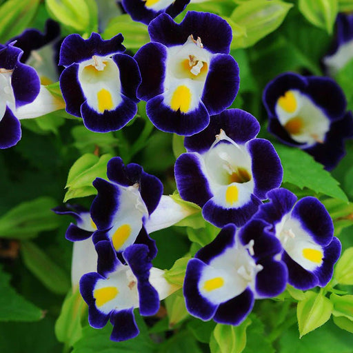 Torenia Kauai Deep Blue - Wishbone Flower - 25 Pellet Seeds - Caribbean garden seed